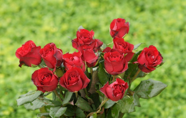 Красные розы на 8 марта на зеленом фоне