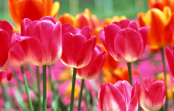 Тюльпаны на 8 марта