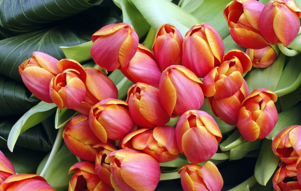 Тюльпаны к дню 8 марта