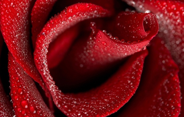 Мокрая красная роза крупным планом на восьмое марта