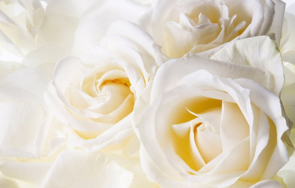 Белые розы в подарок на восьмое марта, крупный план