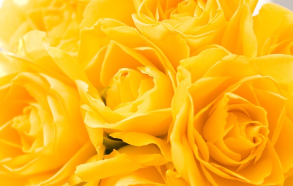 Жёлтые розы в подарок на восьмое марта