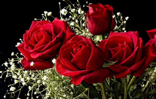 Красные розы на 8 марта на черном фоне