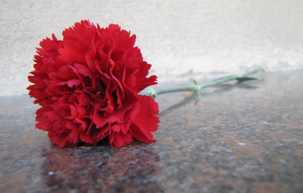 Гвоздика на граните в День Победы 9 мая