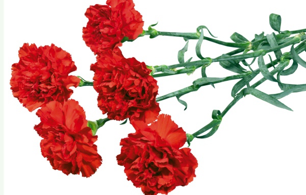 Гвоздики в День Победы 9 мая