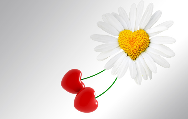 Сердце ромашка на День Святого Валентина 14 февраля