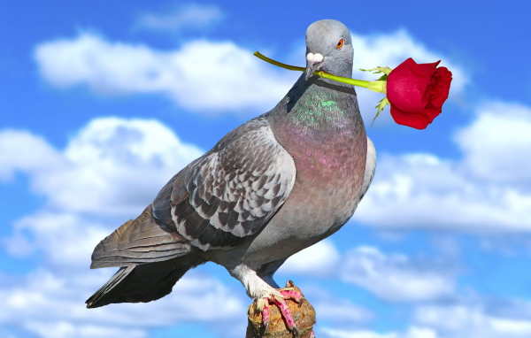 Голубь с розой на День Святого Валентина