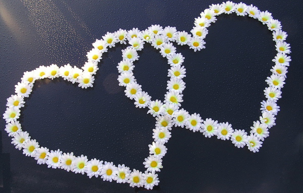 Сердца из ромашек на День Святого Валентина