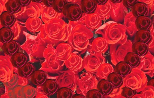 Сердце из роз на День Святого Валентина