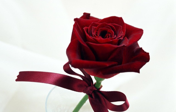 Чудесная роза на День Святого Валентина