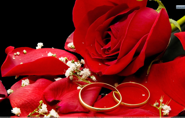 Red rose and wedding rings on a black background