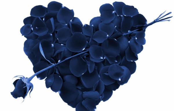 Синяя роза и сердце из лепестков роз