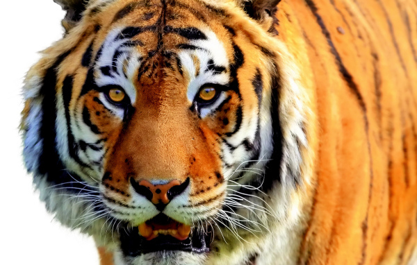  Полосатый рейс