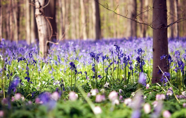 Голубые цветы в лесу