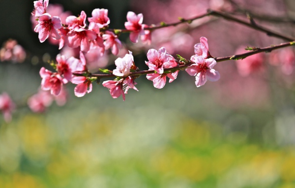 Цветы на дереве