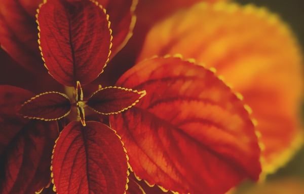 Макро природа