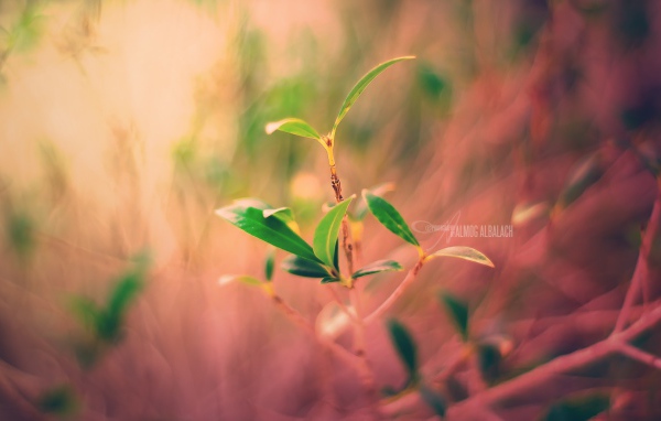 Новый завод