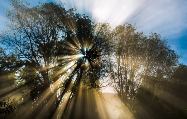 Лучи пробиваются сквозь листву