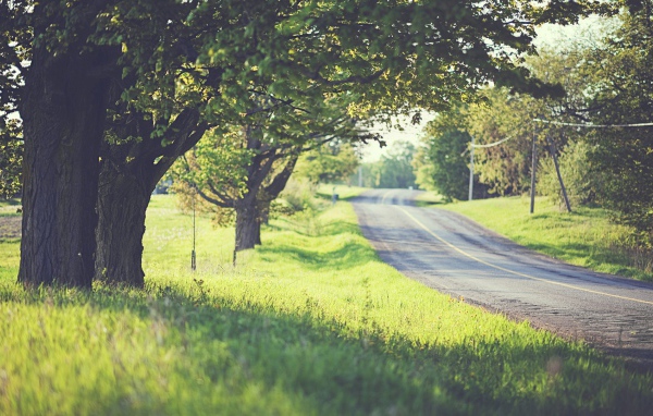 Дорога среди деревьев