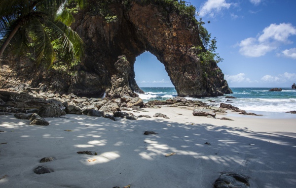 Cкала и дерево