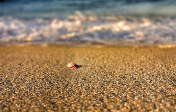 Одинокая ракушка