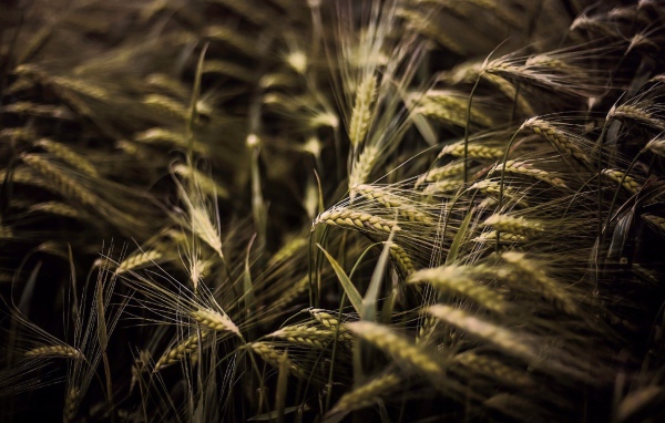 Kолоски просто