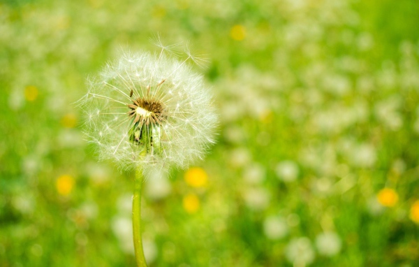 Созревший одуванчик