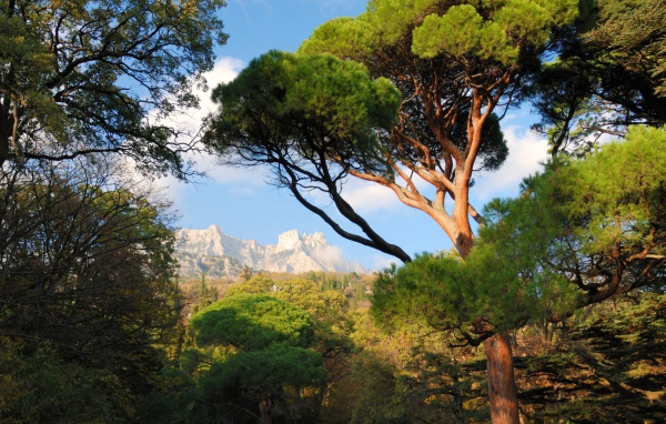 Белые вершины гор