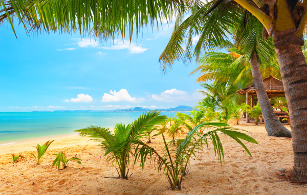 Молодые пальмы на пляже