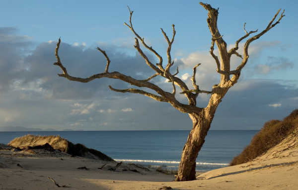 Засохшее дерево на берегу океана