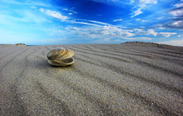 Ракушка на пляже