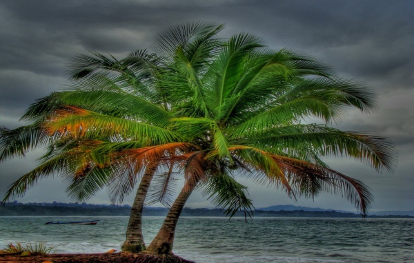 Два дерева на пляже