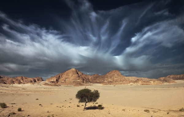 Одинокое дерево в пустыне