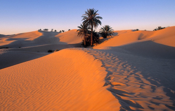 Пальмы в песке пустыни
