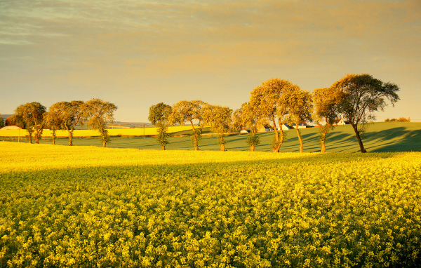 Деревья среди поля