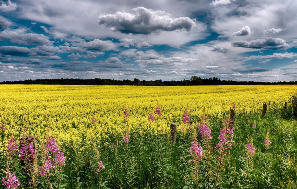 Облака над полем