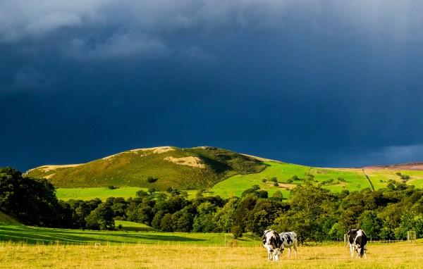 Коровы в поле