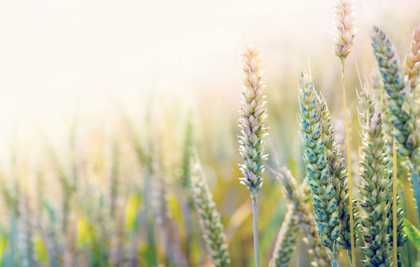 Незрелая пшеница