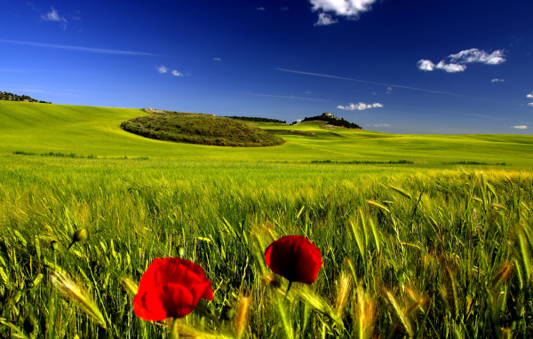 Мак на поле пшеницы