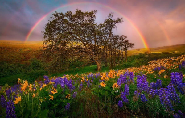 Радуга над полем