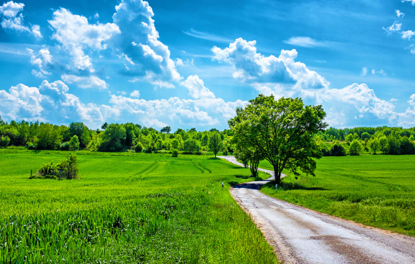 Летний день в поле