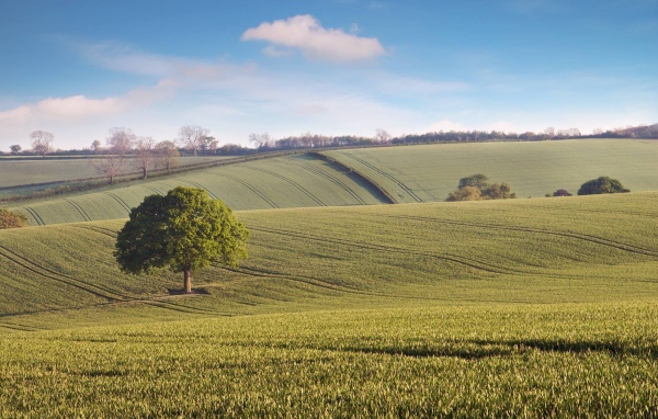 Бескрайние зеленые поля