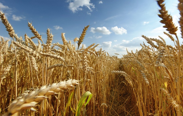 Тропа на пшеничном поле