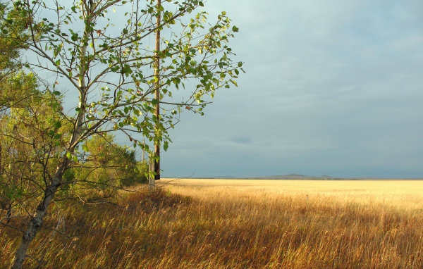 Дерево на краю поля