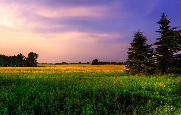 Две ёлки в поле