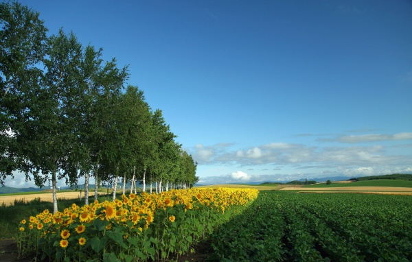 Молодые березы и подсолнечник