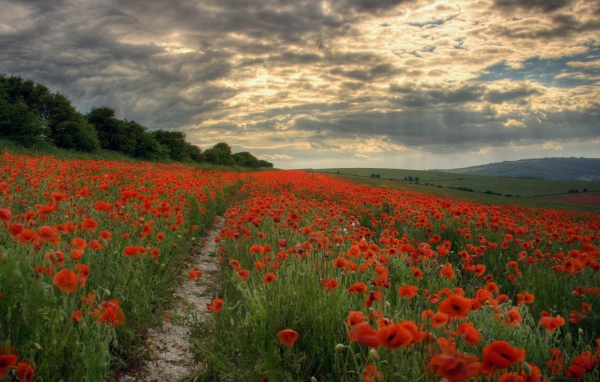 Тропинка через поле мака