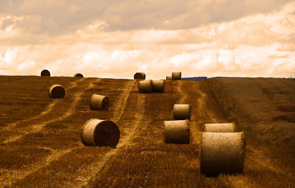 Поле после уборки урожая