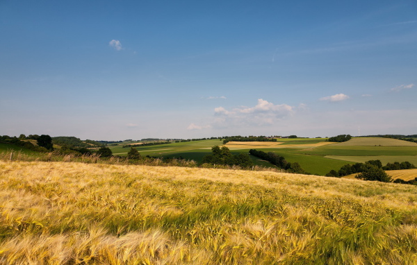 Поле до горизонта