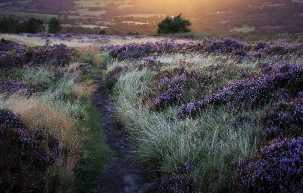 Тропинка через поле